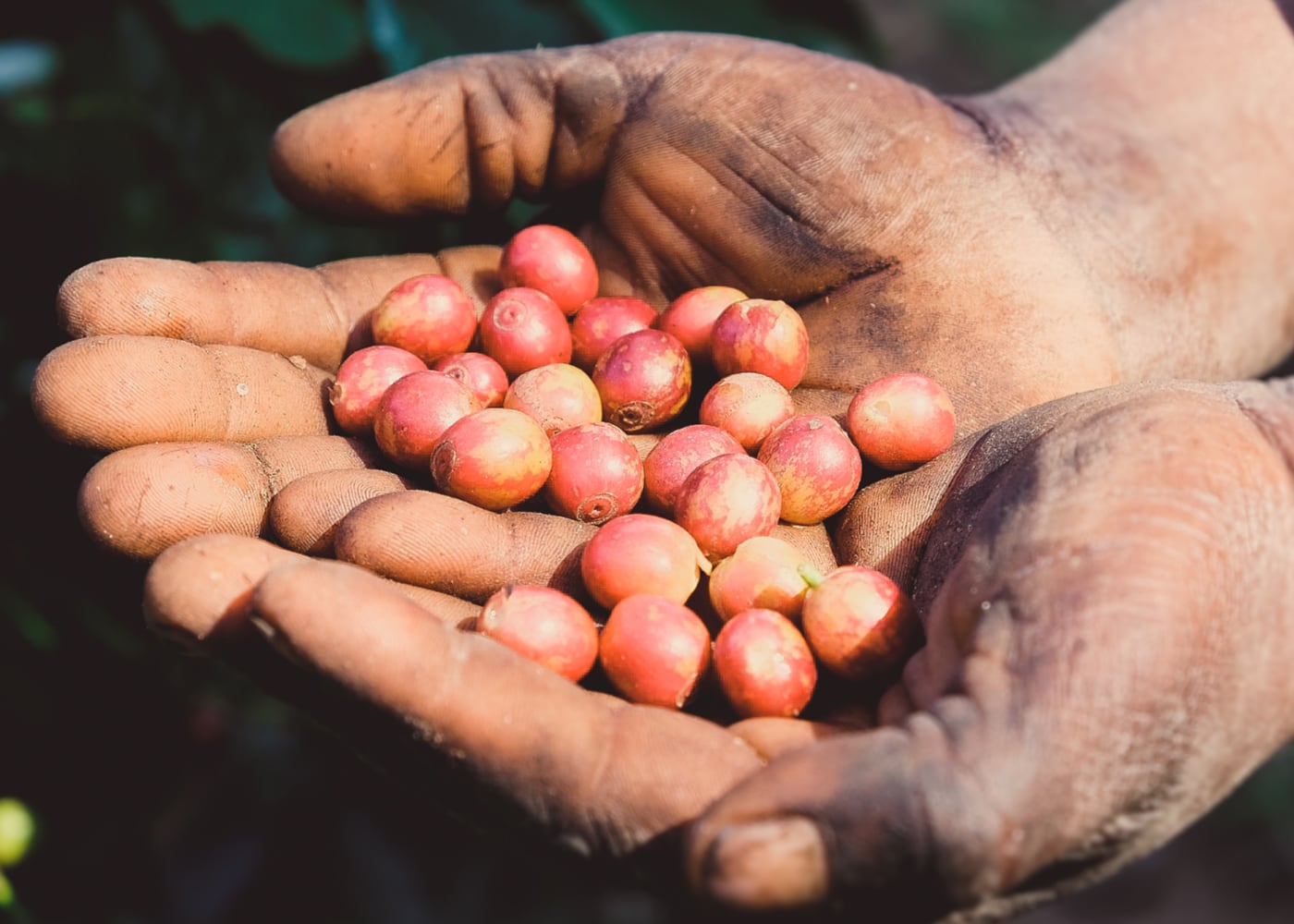 Kaffee aus Honduras und Tansania