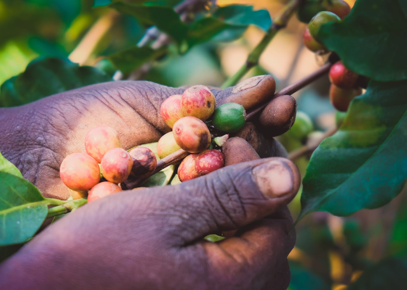 Kaffee – Beste Qualität von Hand gepflückt aus Tansania und Honduras. 2
