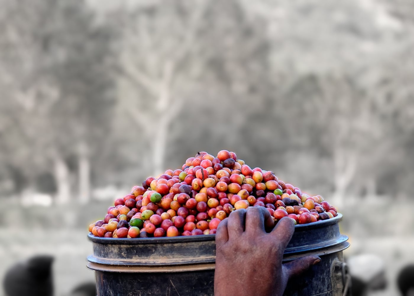 Kaffee – Beste Qualität von Hand gepflückt aus Tansania und Honduras. 3