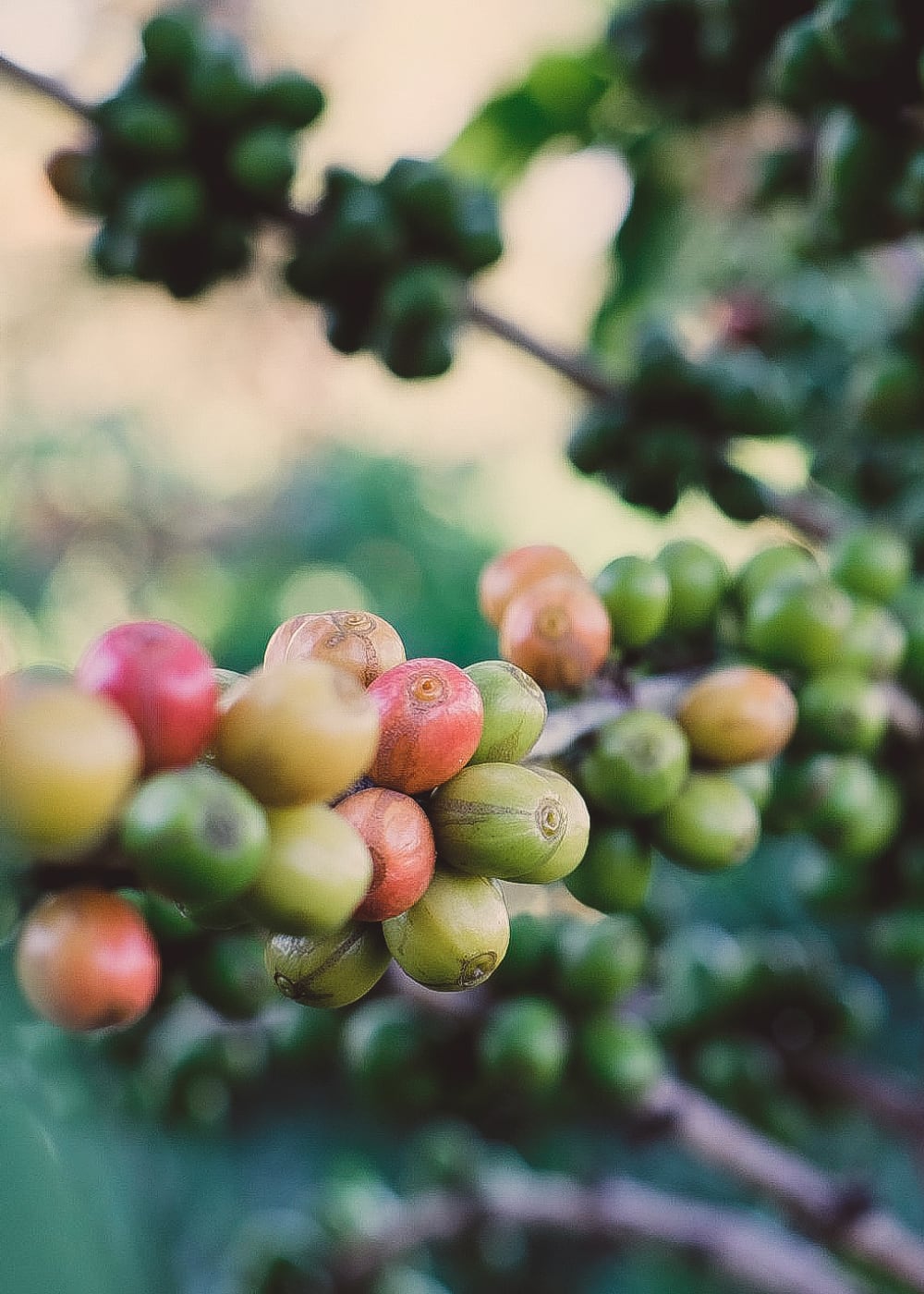 Kaffee – Beste Qualität von Hand gepflückt aus Tansania und Honduras. 4