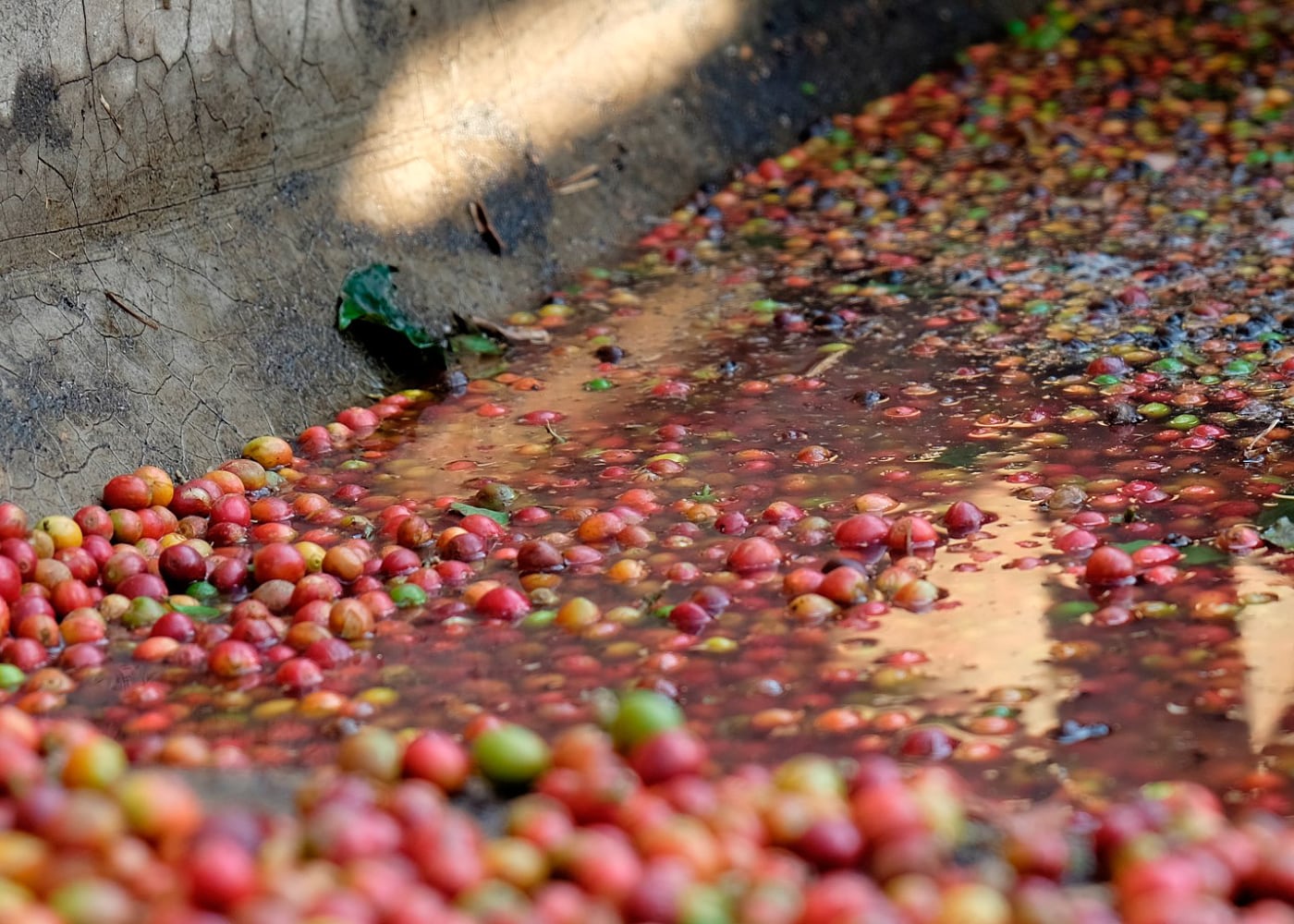Kaffee – Beste Qualität von Hand gepflückt aus Tansania und Honduras. 5